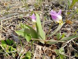 Imagem de Erythronium sibiricum (Fisch. & C. A. Mey.) Krylov