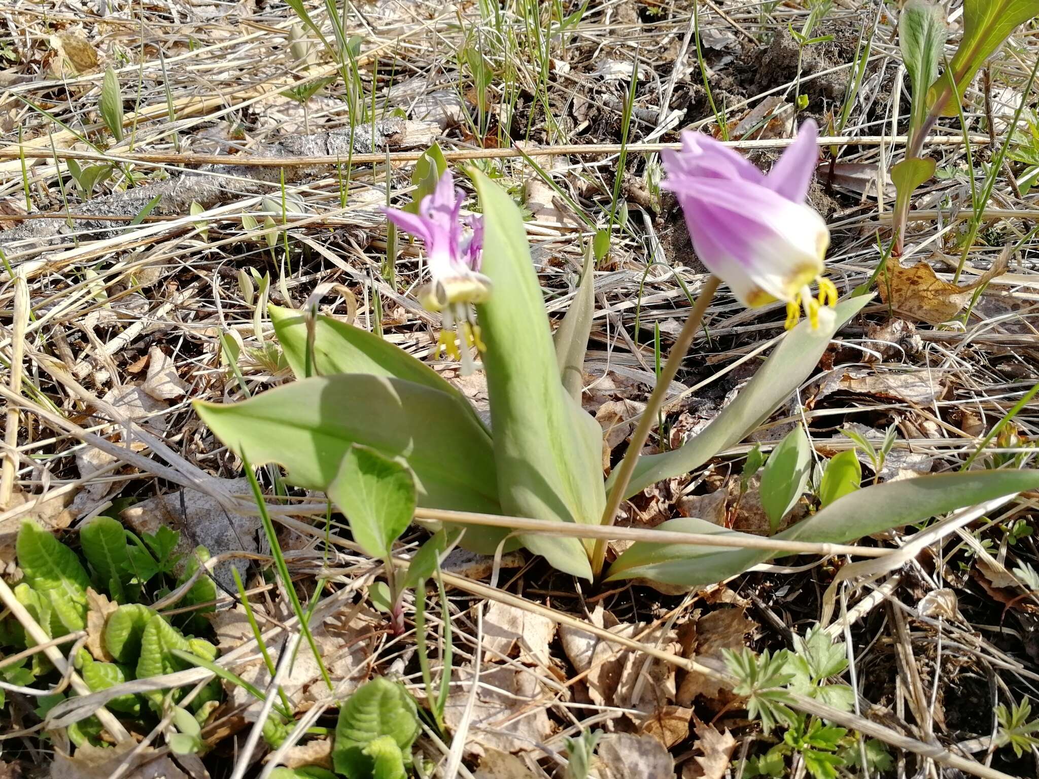 Imagem de Erythronium sibiricum (Fisch. & C. A. Mey.) Krylov