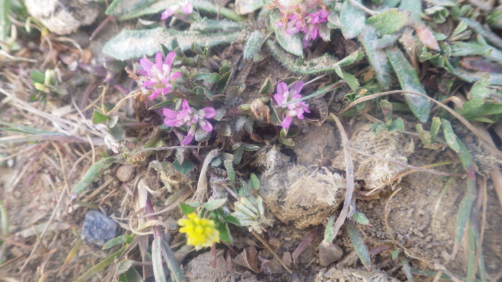 Imagem de Trifolium resupinatum var. resupinatum