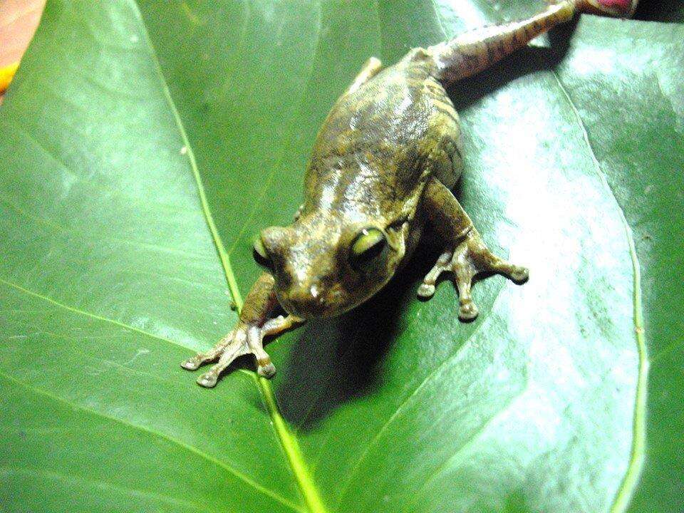 Image of Chirique-Flusse Treefrog