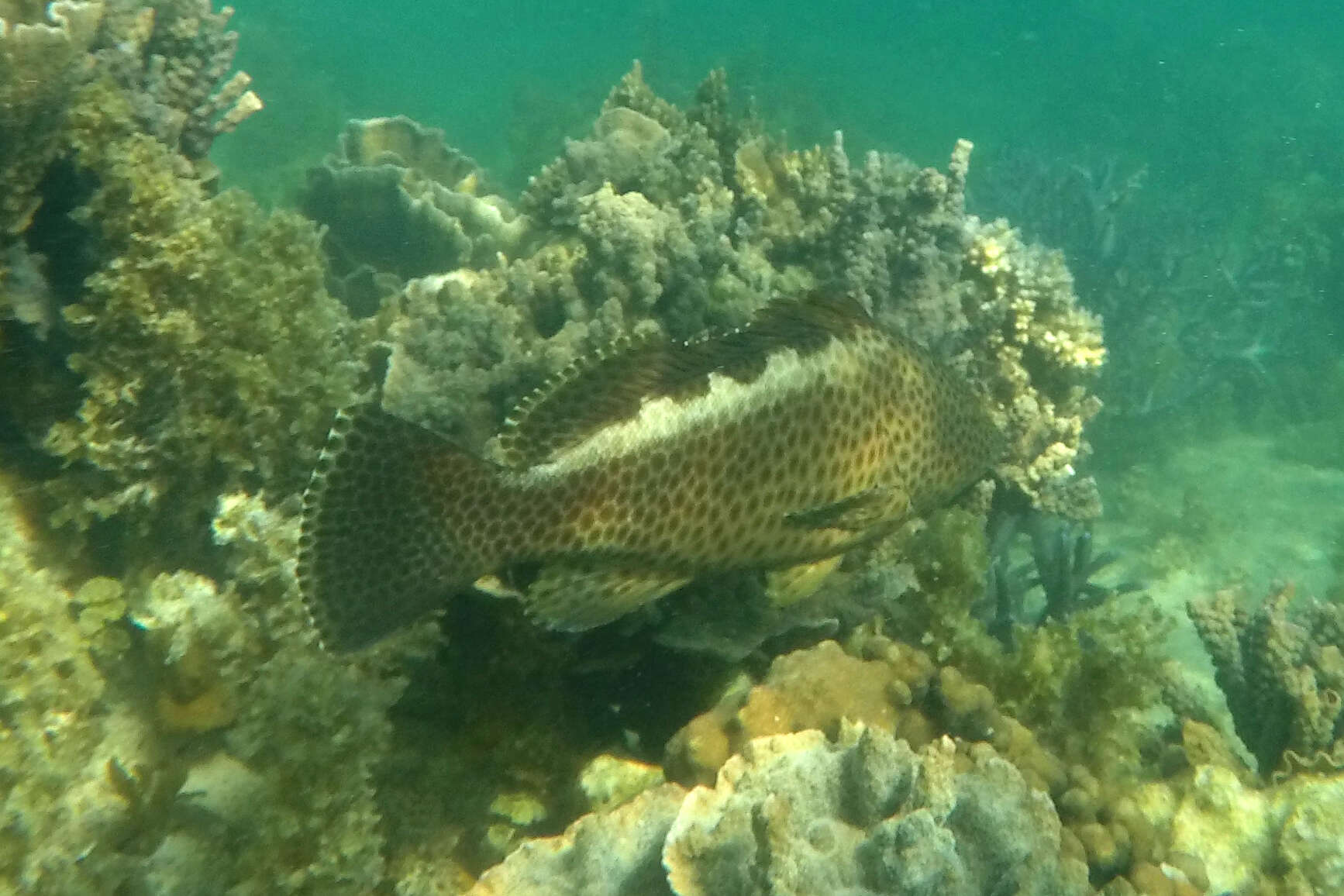 Image of Brown-spotted rock-cod