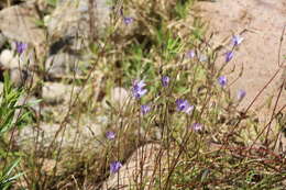 Image de Brodiaea orcuttii (Greene) Baker