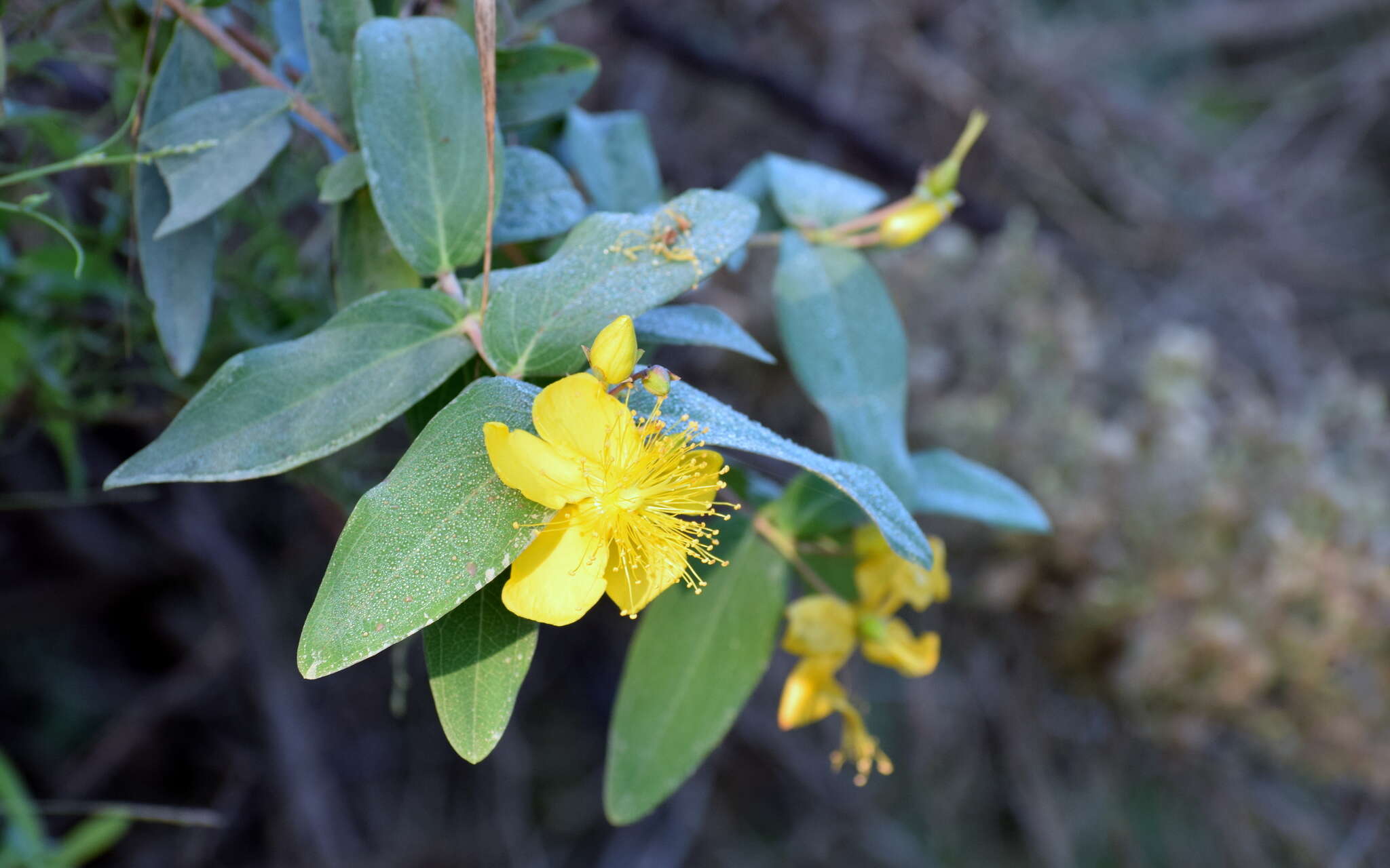 Image of Hypericum monogynum L.