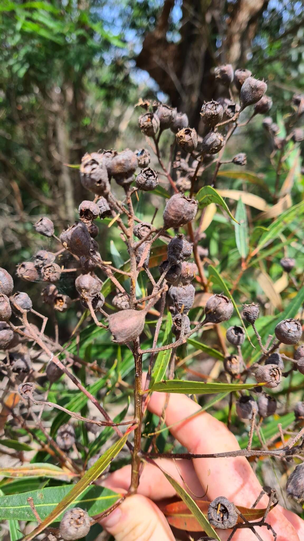 Imagem de Angophora crassifolia (G. Leach) L. A. S. Johnson & K. D. Hill