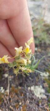 Image of Linaria buriatica Turcz.