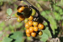 Image of orangeberry nightshade