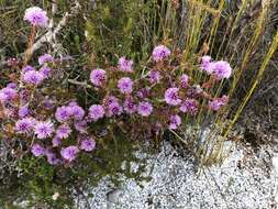 Image de Melaleuca squamea Labill.