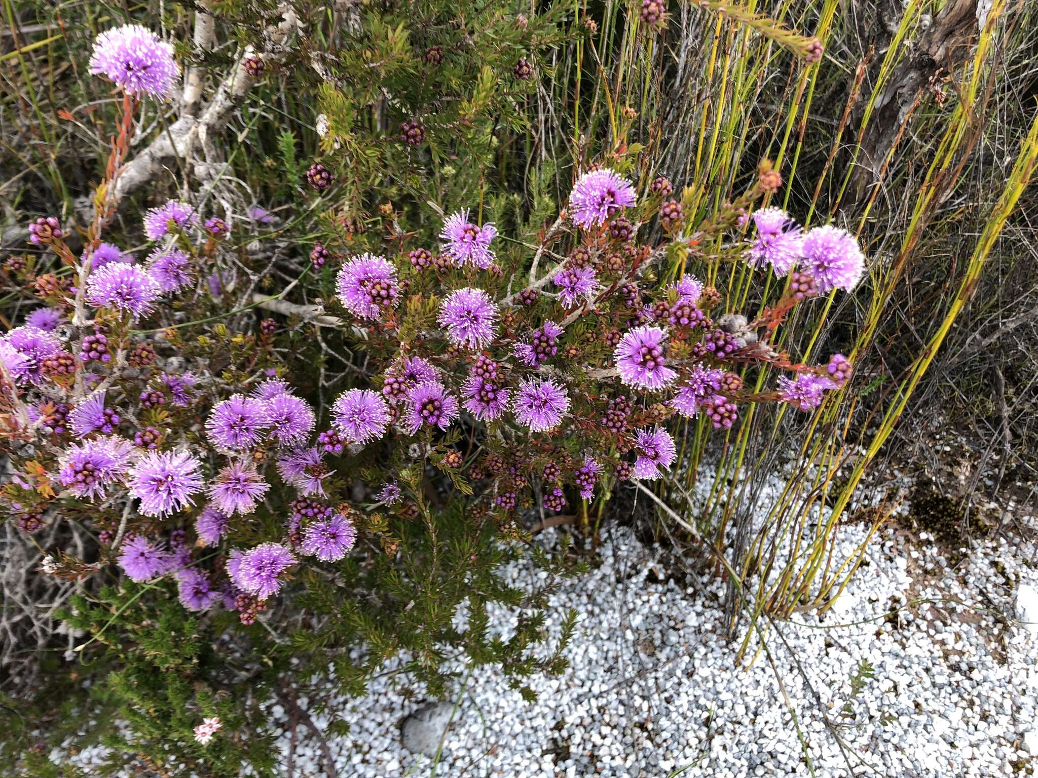 Image of Melaleuca squamea Labill.