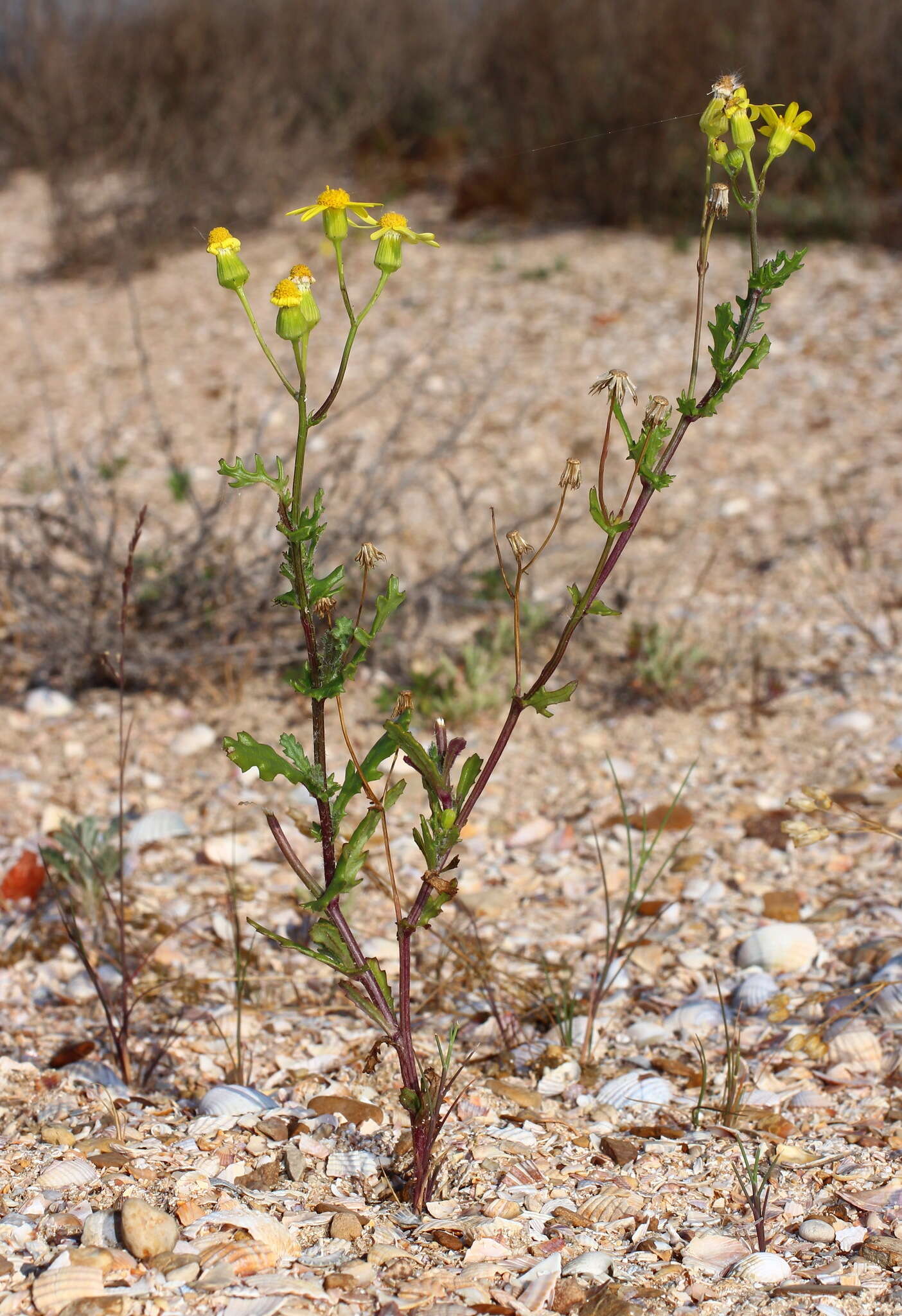 Image of Senecio glaucus subsp. coronopifolius (Maire) C. Alexander