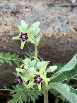 Image of Raphionacme procumbens Schltr.