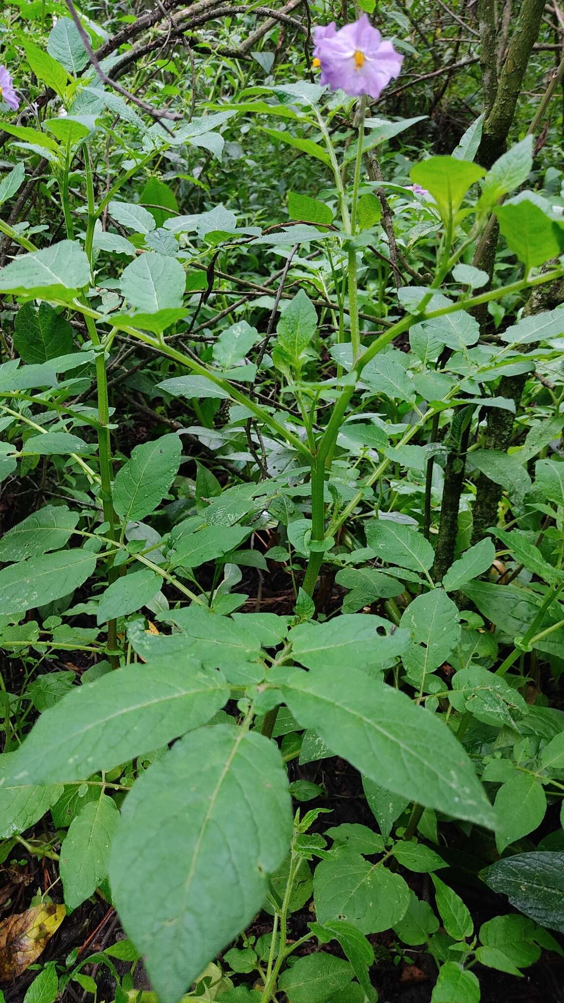 Solanum demissum Lindl.的圖片