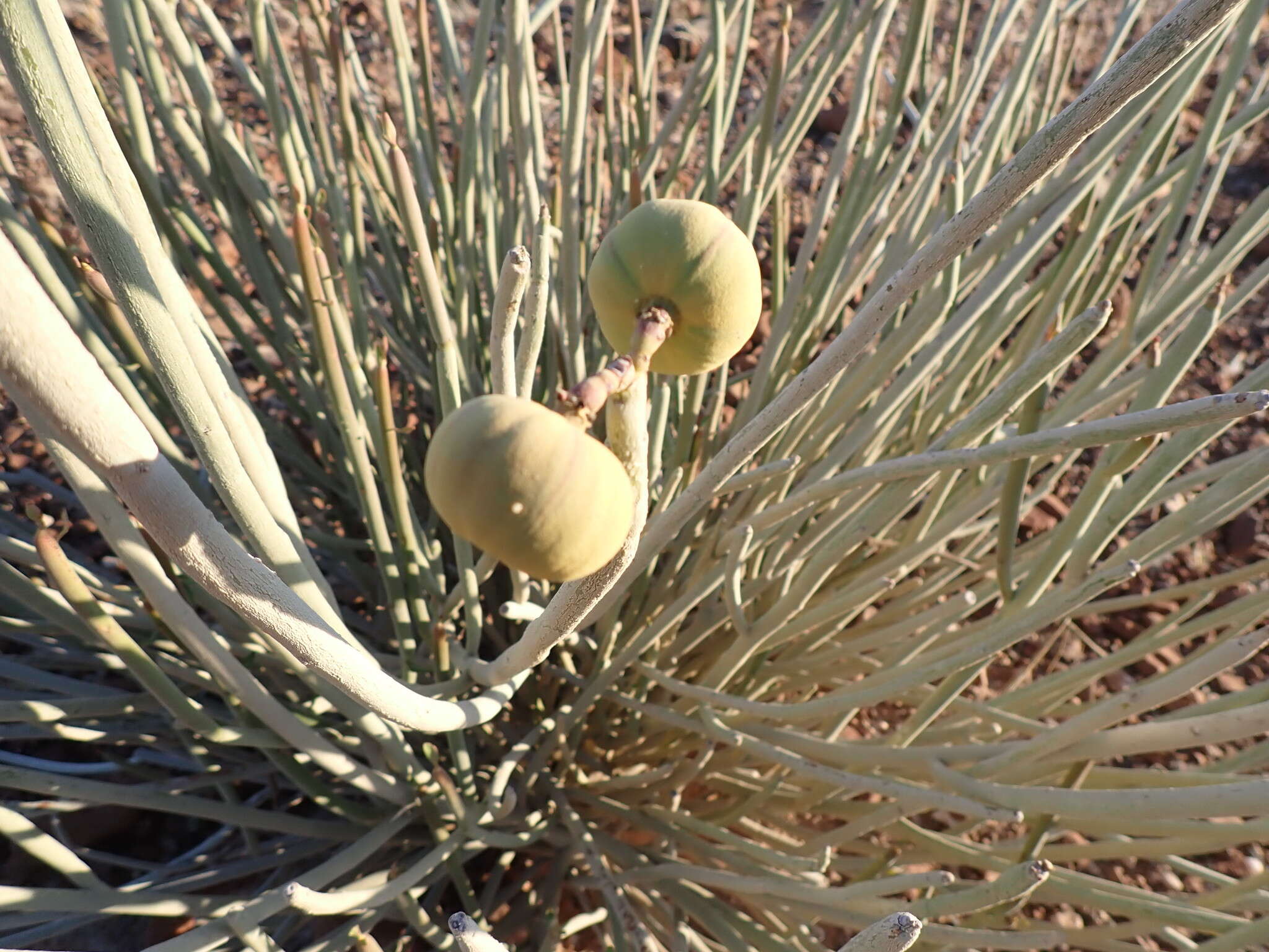 Image of Damara milk-bush