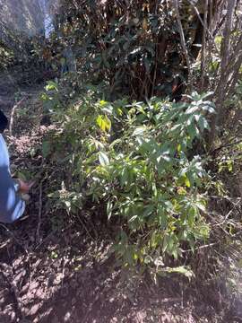 Image of Aster albescens (DC.) Wall. ex Hand.-Mazz.