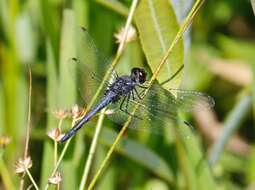 Слика од Celithemis verna Pritchard 1935