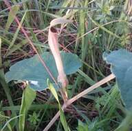 Image of Aristolochia paucinervis Pomel