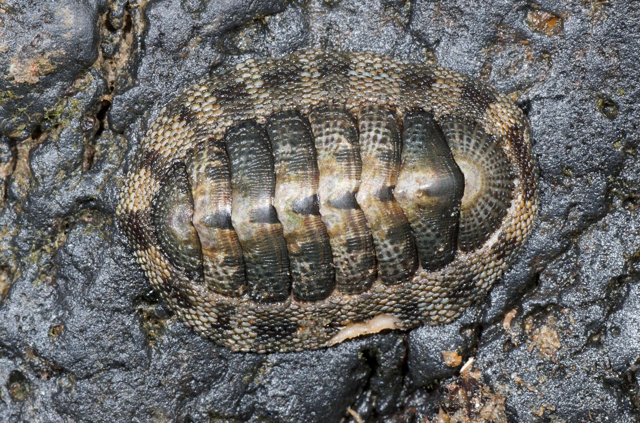 Image of Sypharochiton Thiele 1893