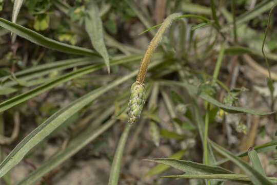 Plantago albicans L. resmi