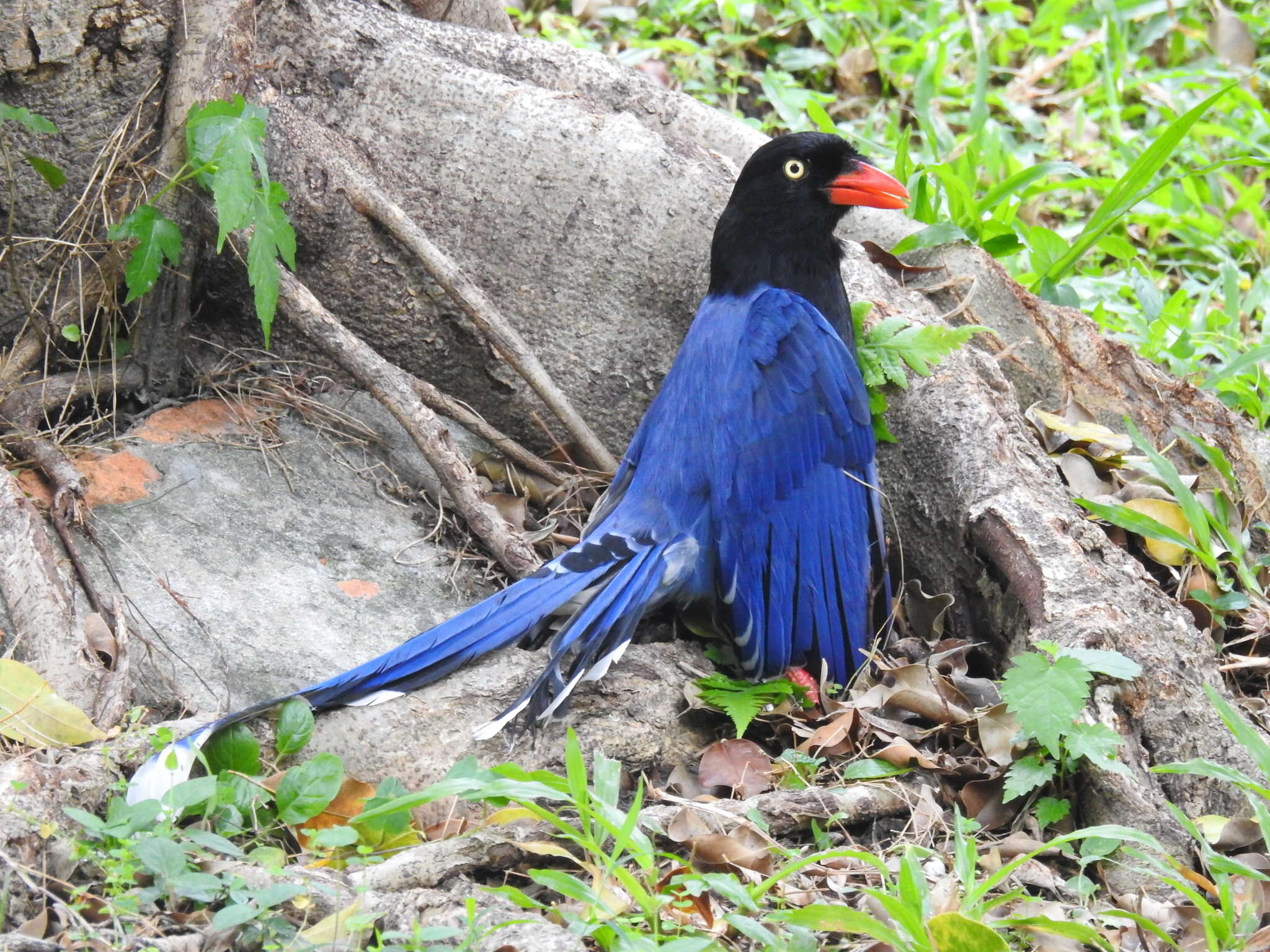 Image of Formosan Magpie