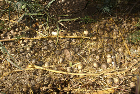 Image of Cycas brunnea K. D. Hill