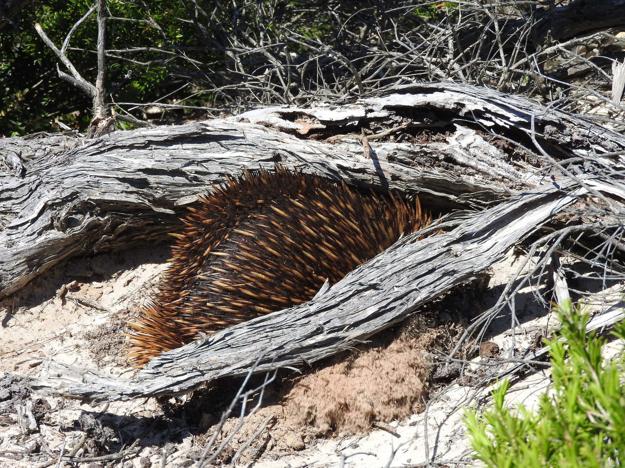 Image of Short-beaked Echidnas