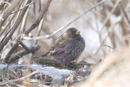 Image of Asian Rosy Finch