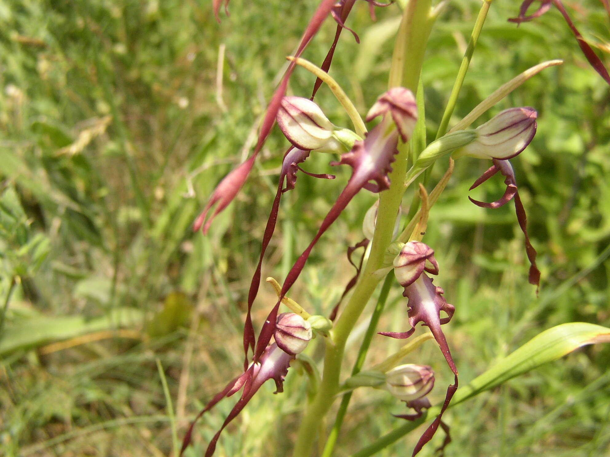 Image of Himantoglossum caprinum (M. Bieb.) Spreng.