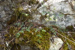 Image of cascade desertparsley