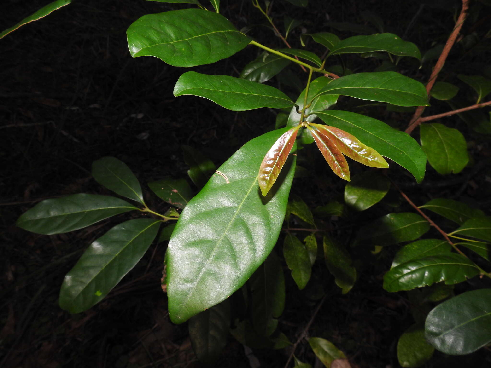 Image de Cryptocarya glaucescens R. Br.