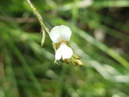 صورة Indigofera zeyheri Eckl. & Zeyh.