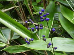 Image of Harebell