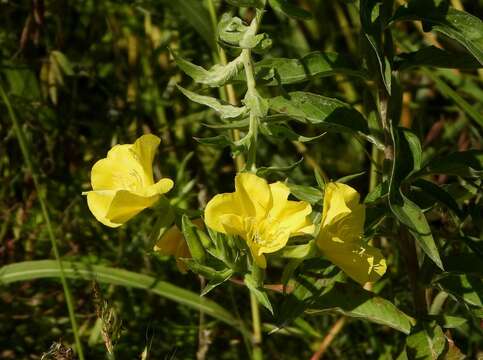 Imagem de Oenothera pycnocarpa Atkinson & Bartlett