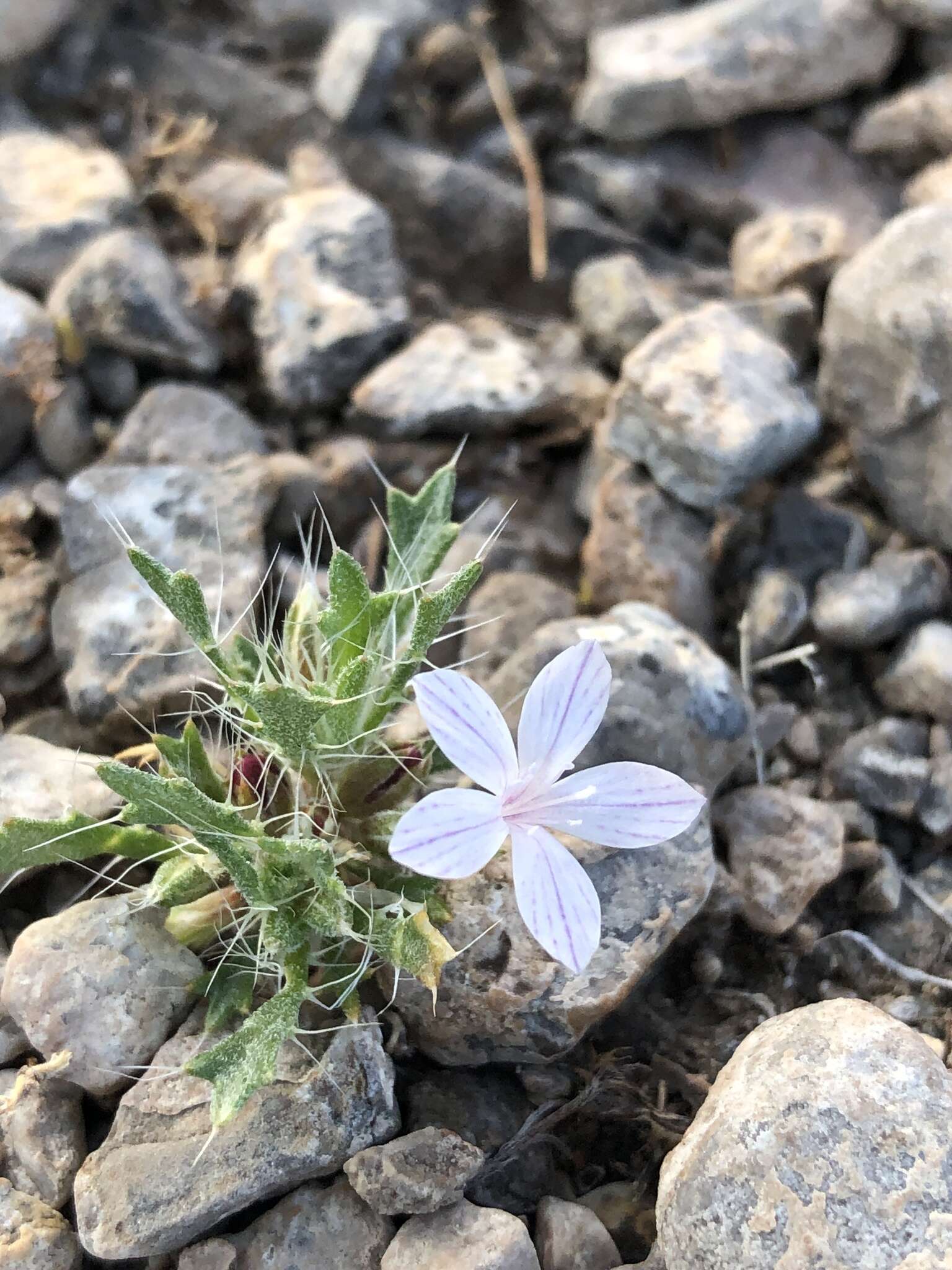 Image of Great Basin langloisia