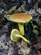 Image of Pulveroboletus