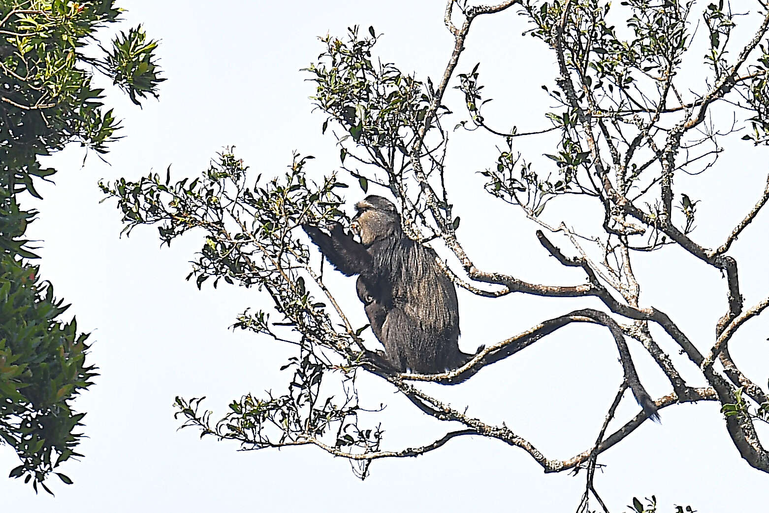 Image of Silver Monkey