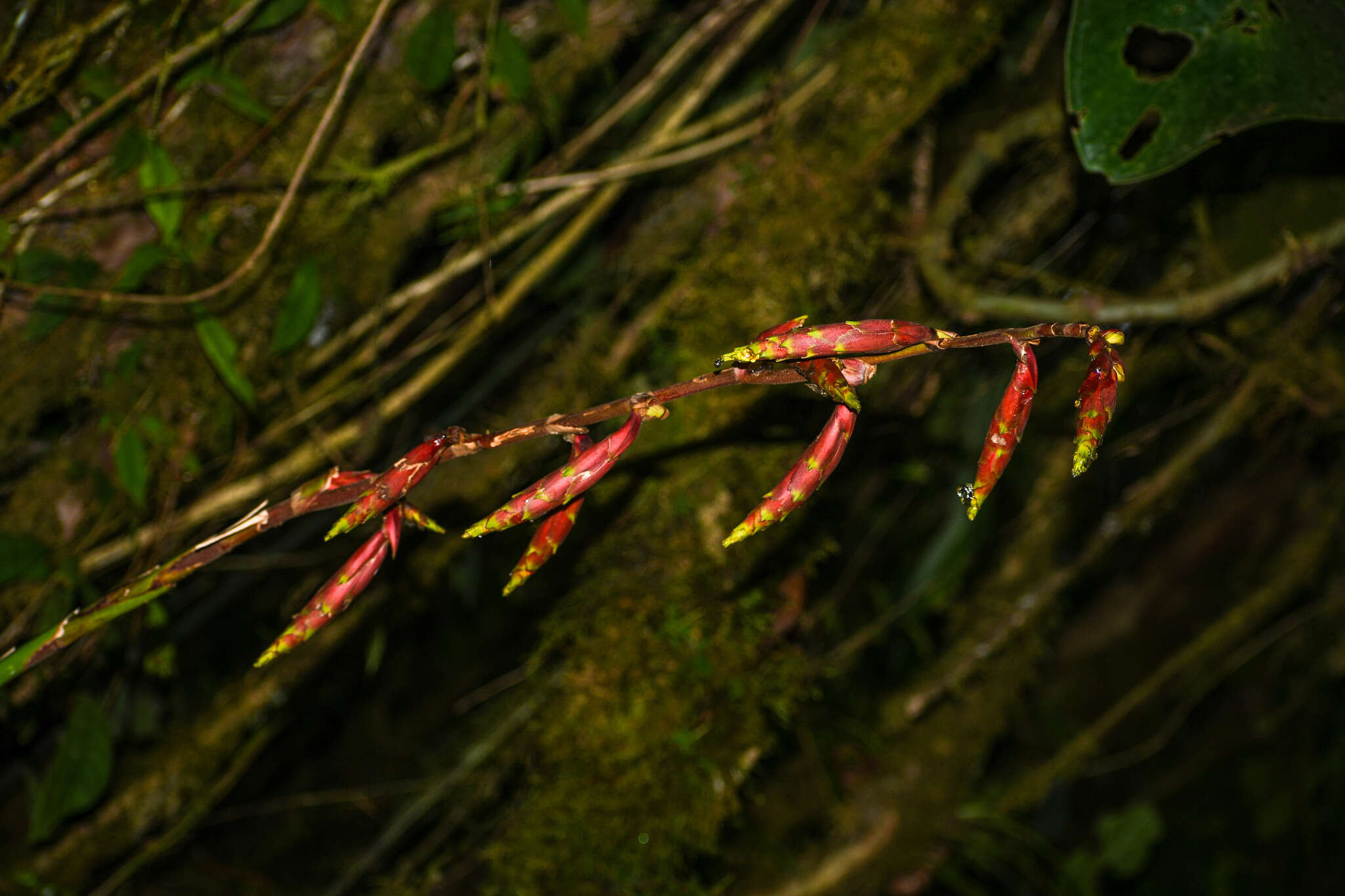 صورة Guzmania xanthobractea Gilmartin