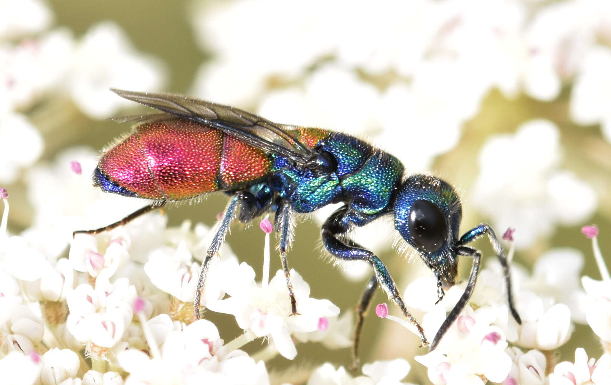 Image of <i>Chrysis scutellaris</i>