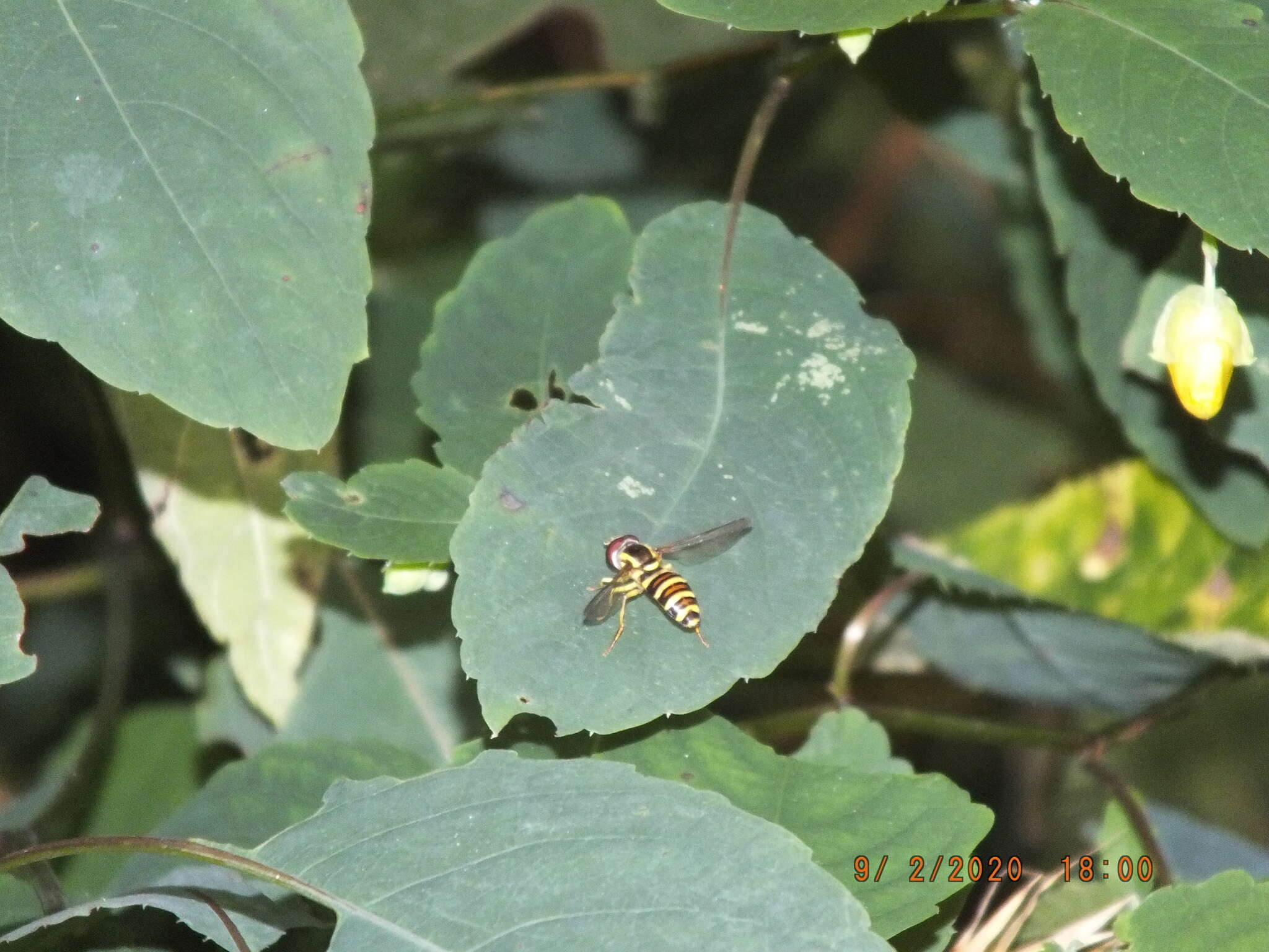 Xanthogramma flavipes (Loew 1863) resmi