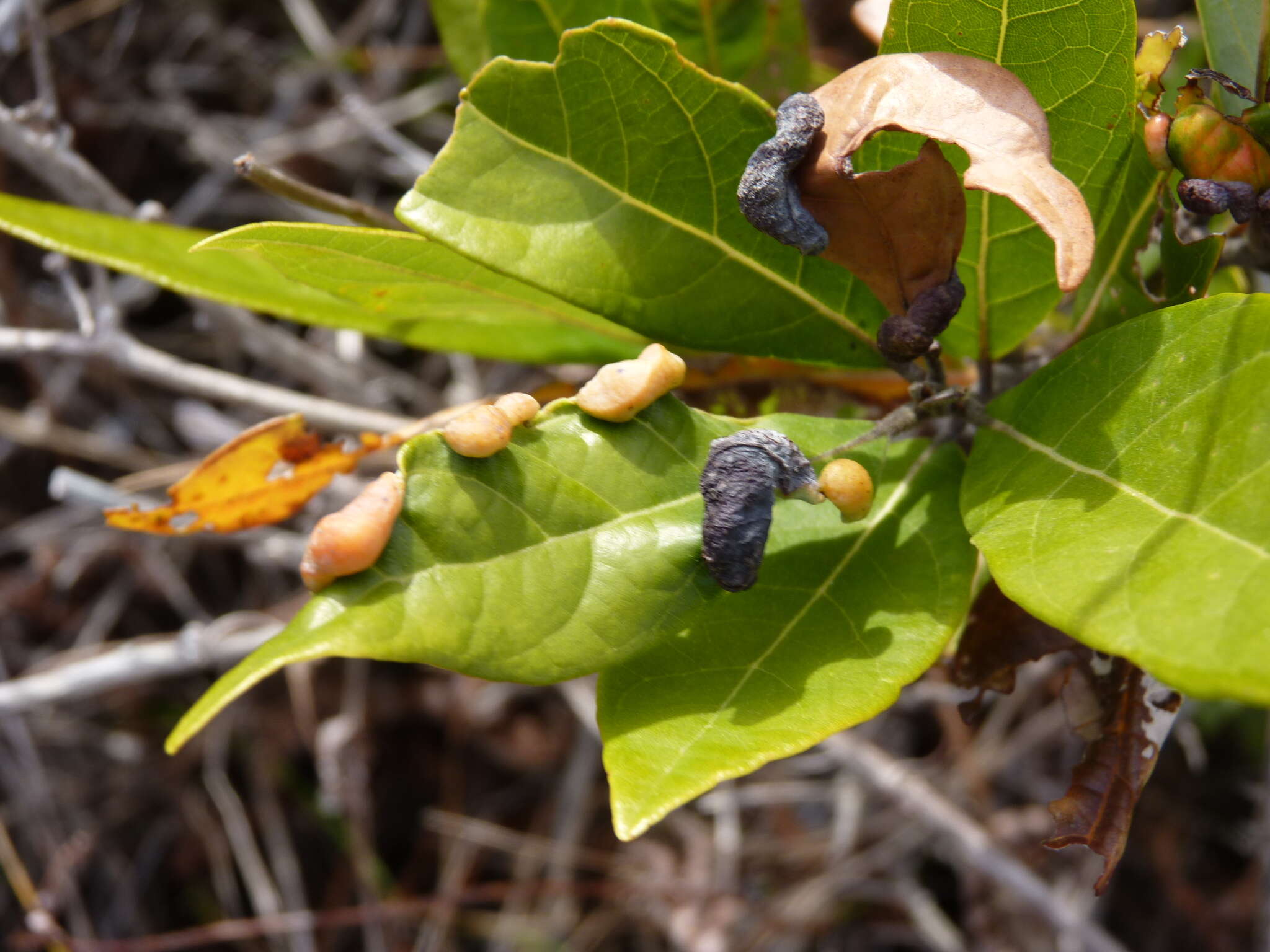 Image of Trioza magnoliae (Ashmead 1881)