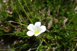 Plancia ëd Cherleria laricifolia (L.) Iamonico