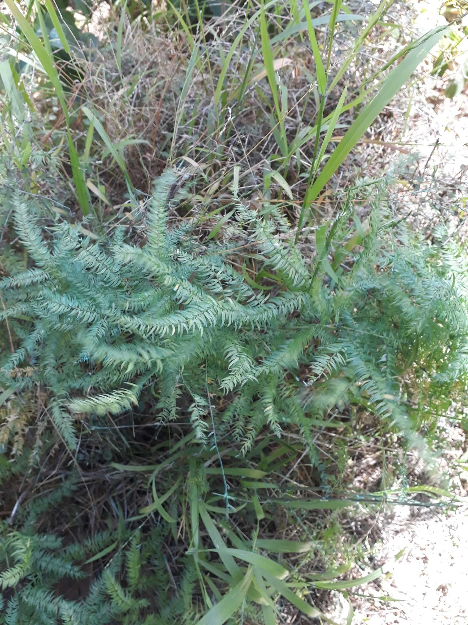 Image of Asparagus scandens Thunb.