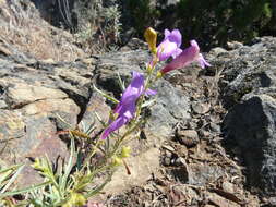 Image of bunchleaf penstemon