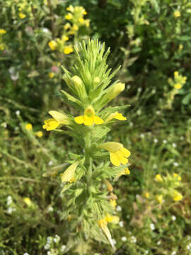 Image of Yellow Glandweed