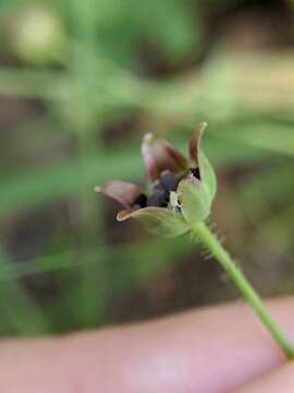 Image of Wright's dwarfdandelion