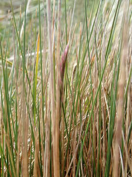 Image of Festuca contracta Kirk