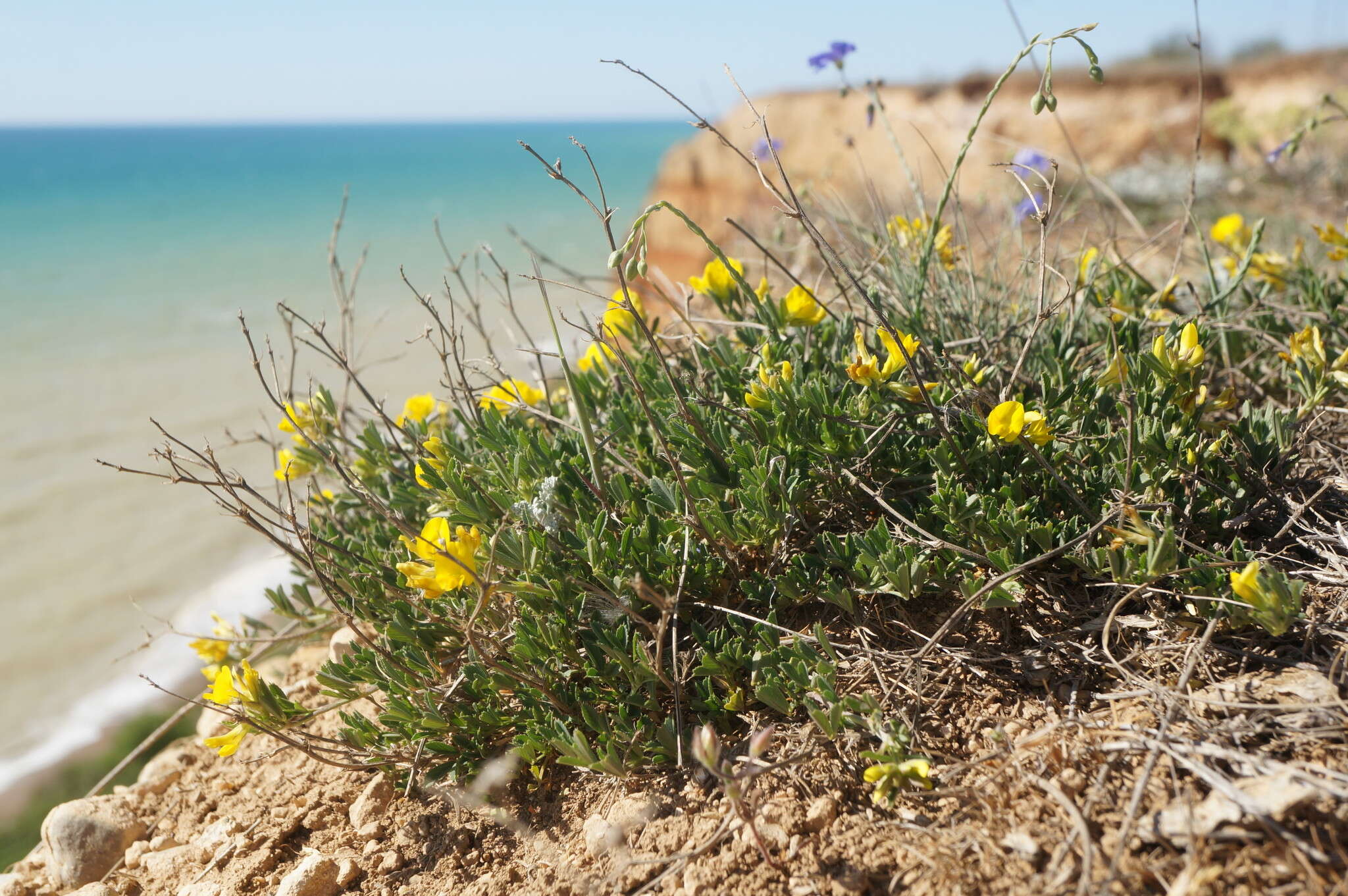 Image de Medicago saxatilis M. Bieb.