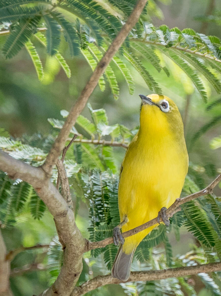 Image of Pale White-eye