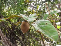 Image of Annona monticola Mart.