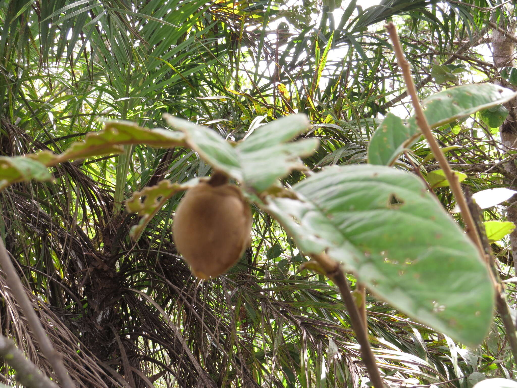 Image of Annona monticola Mart.