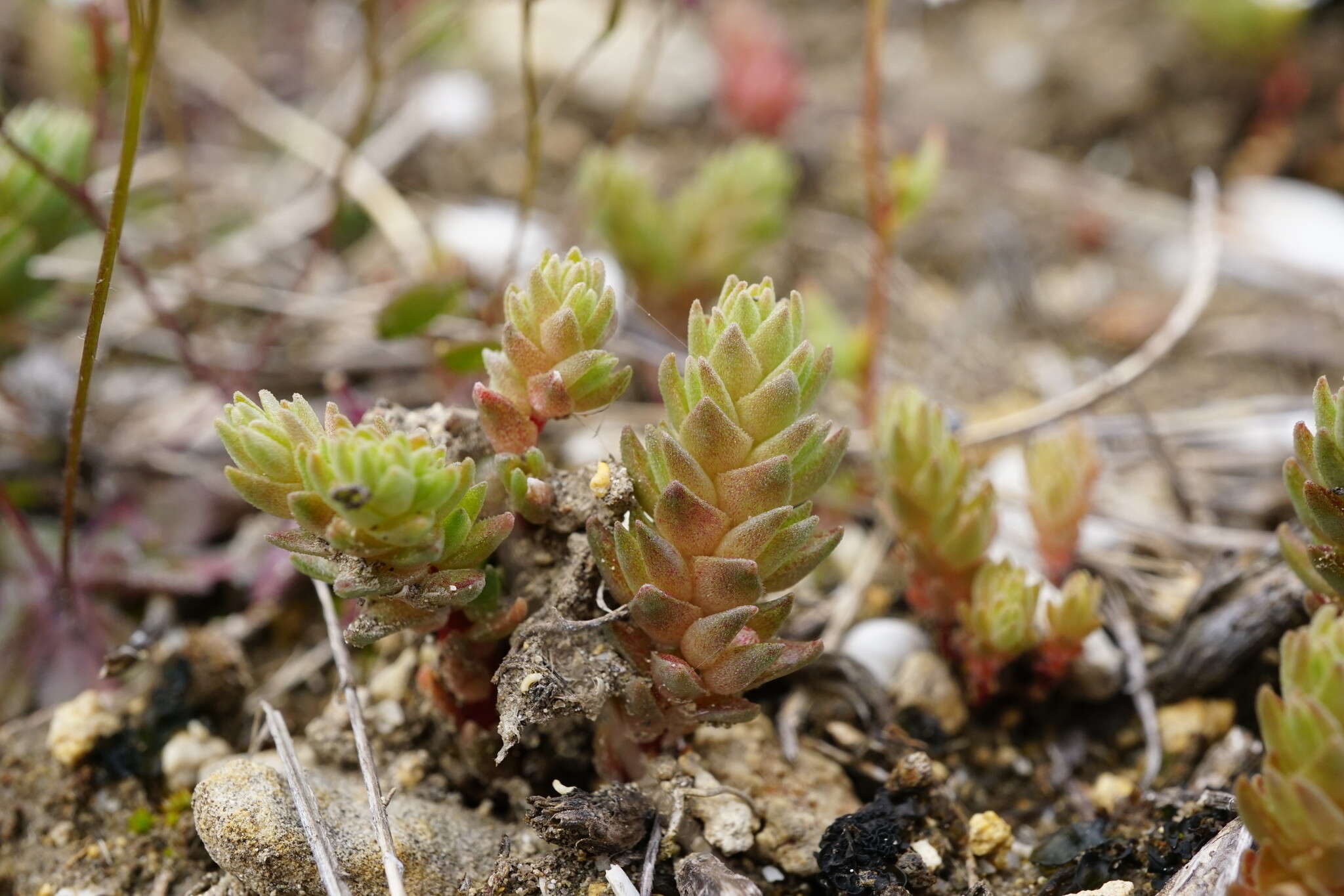 Image de Sedum aetnense Tineo