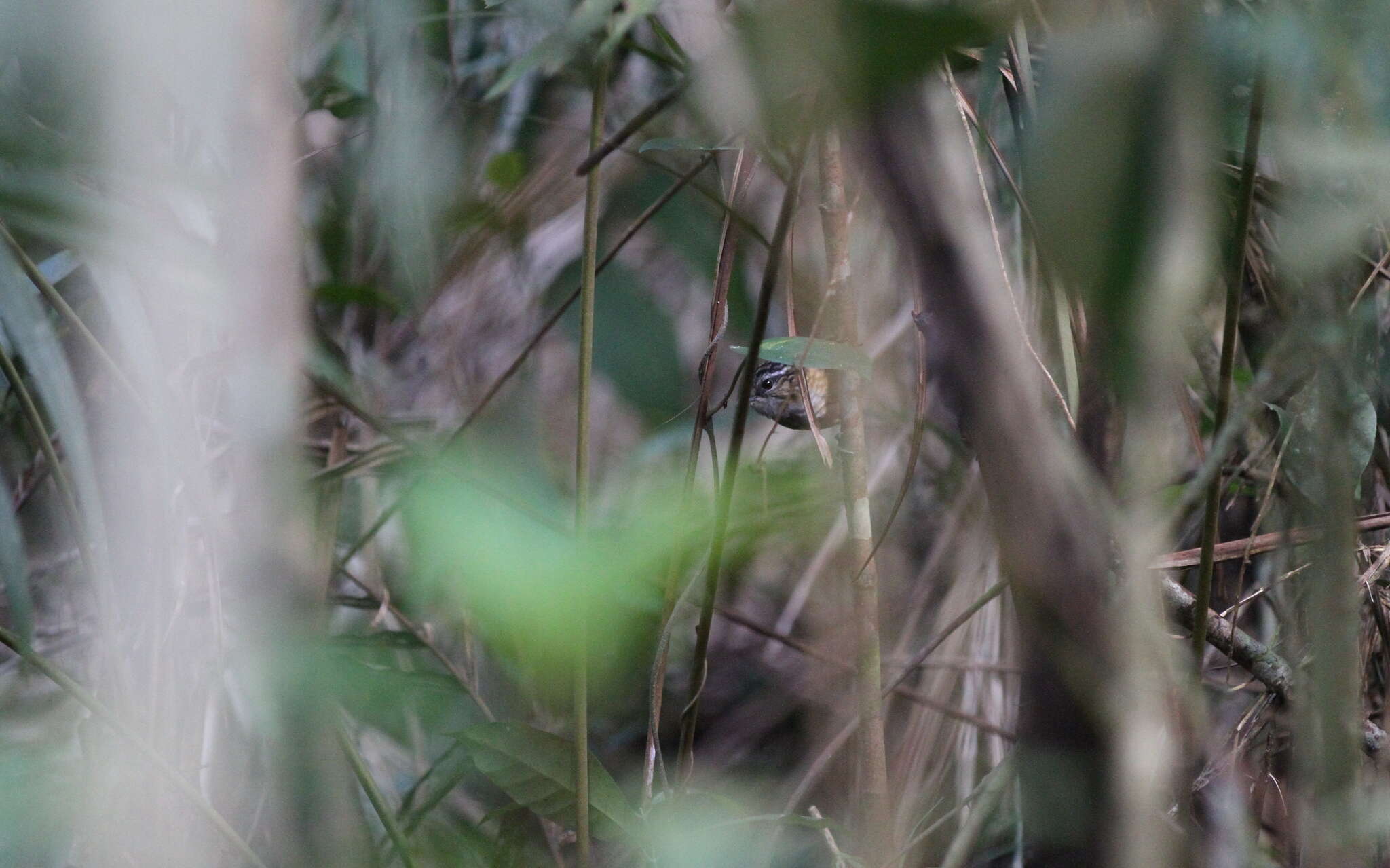 Image of Mountain Wren-Babbler